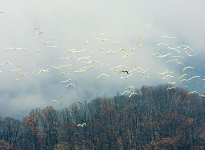 上千只野生候鸟齐聚珲春AG真人娱乐