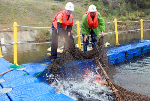 AG真人娱乐山：汀江水优鱼儿肥