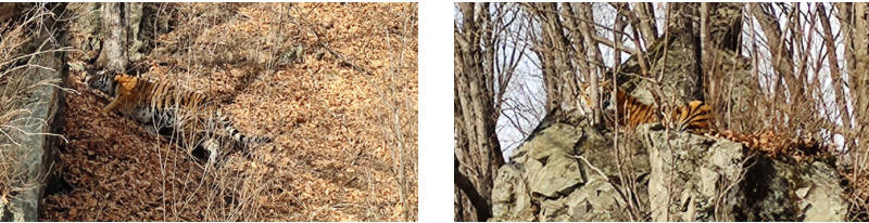 珲春AG真人娱乐的生物多样性视察运动