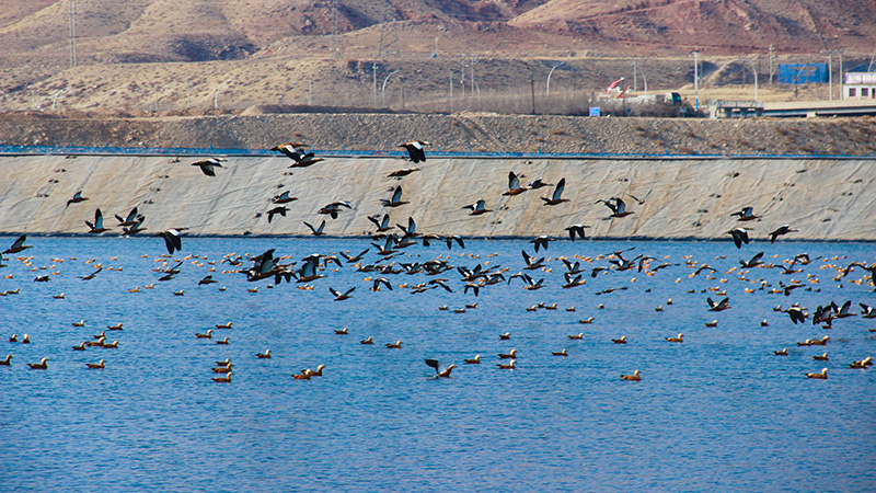 乌后AG真人娱乐矿井水调理池成“生态驿站” 赤麻鸭组团栖息